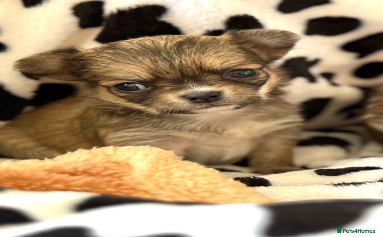 Chihuahua dogs - Advert 2