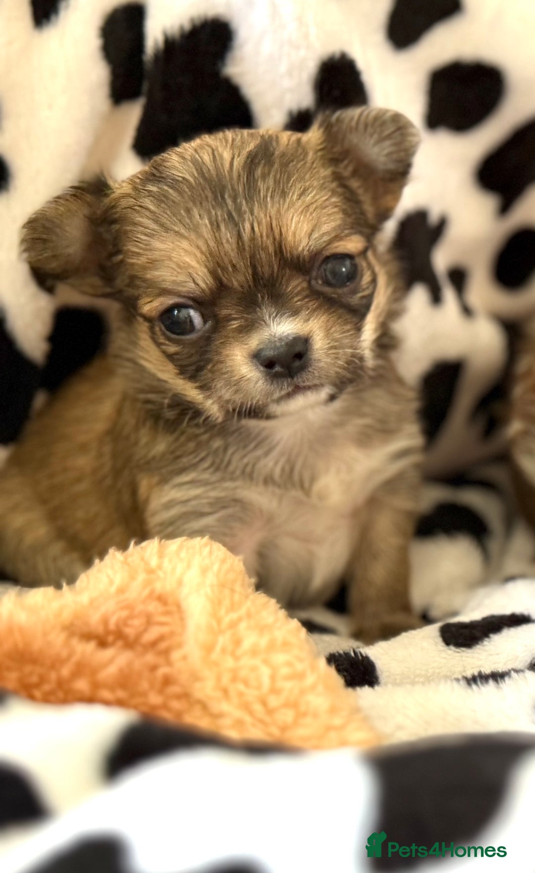 Chihuahua dogs for sale: Last show quality KC long coat Boy  - Advert 5