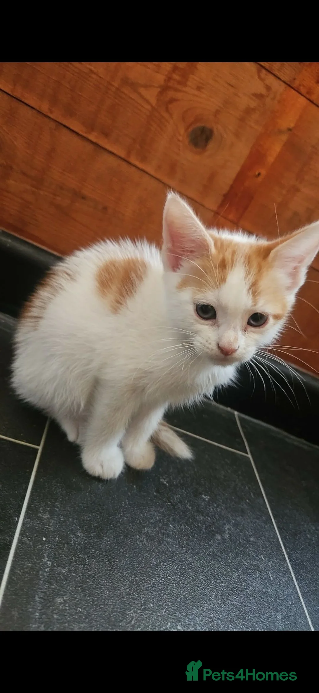 Mixed Breed cats for sale: Kittens  - Advert 2