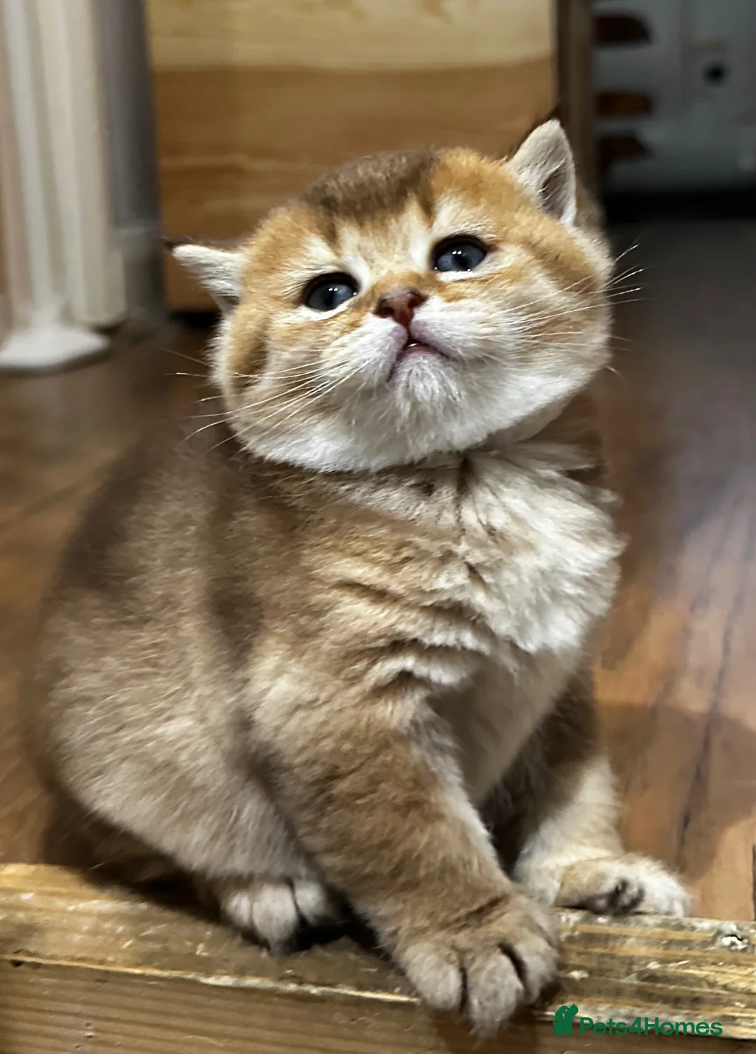 British Shorthair cats for sale: BSH Chocolate Golden Kitten Available - Advert 2