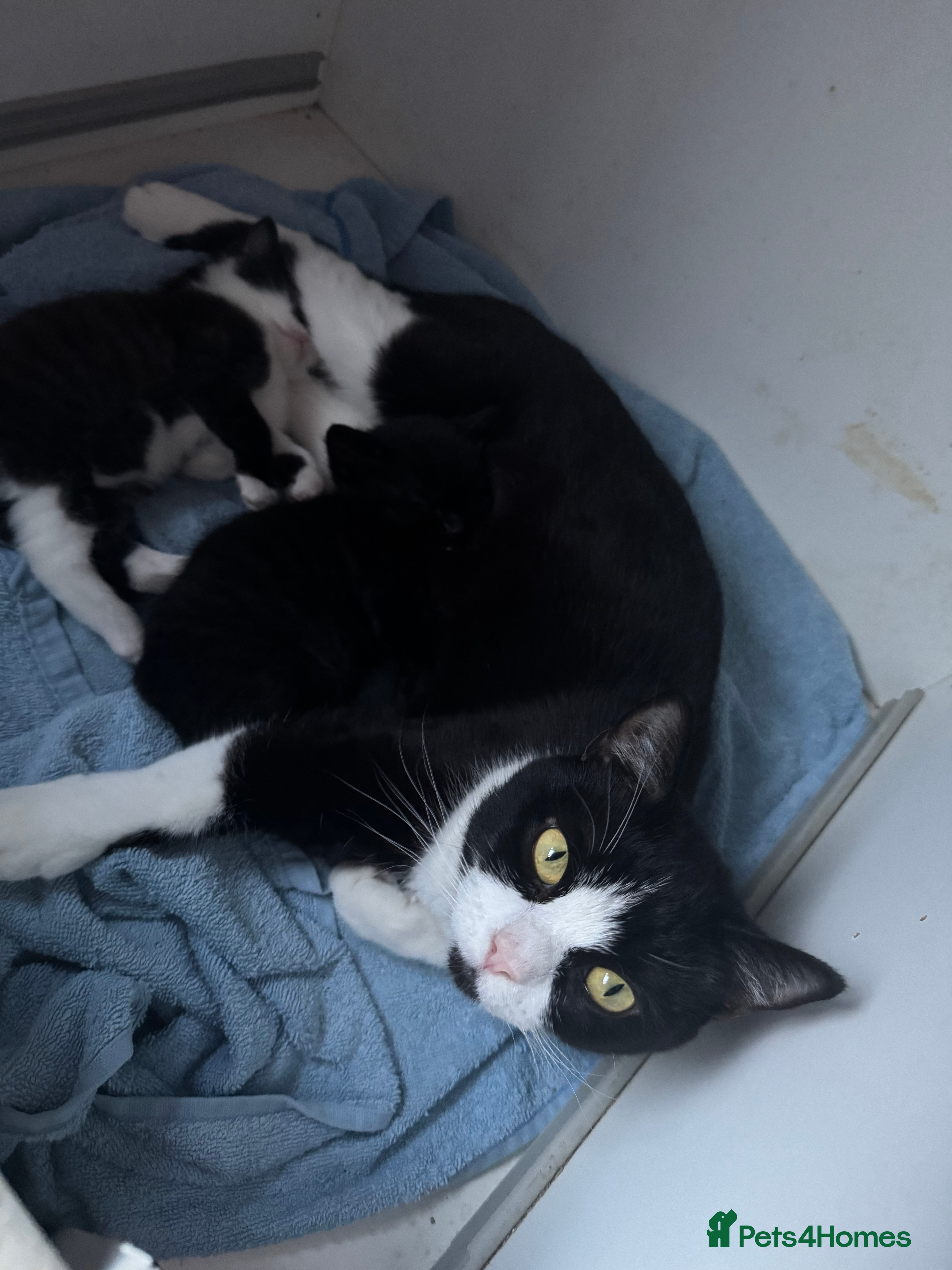 British Shorthair cats kittens  - Advert 6