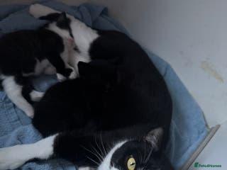 British Shorthair cats kittens - Advert 8