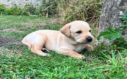 Labrador Retriever dogs for sale: Golden Labrador Puppies for Sale - Image 19
