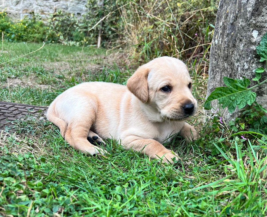 Labrador Retriever dogs for sale: Golden Labrador Puppies for Sale - Image 19