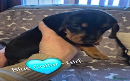 Dachshund dogs for sale: Standard Dachshund Puppies - Advert 13