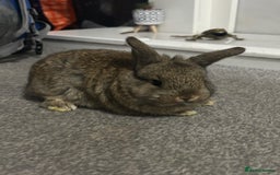 Netherland Dwarf rabbits for sale: netherland dwarf x minilop 5 black / brown rabbits - Image 5