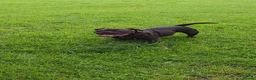American Bulldog dogs for sale: Beautiful pocket bully  - Advert 9