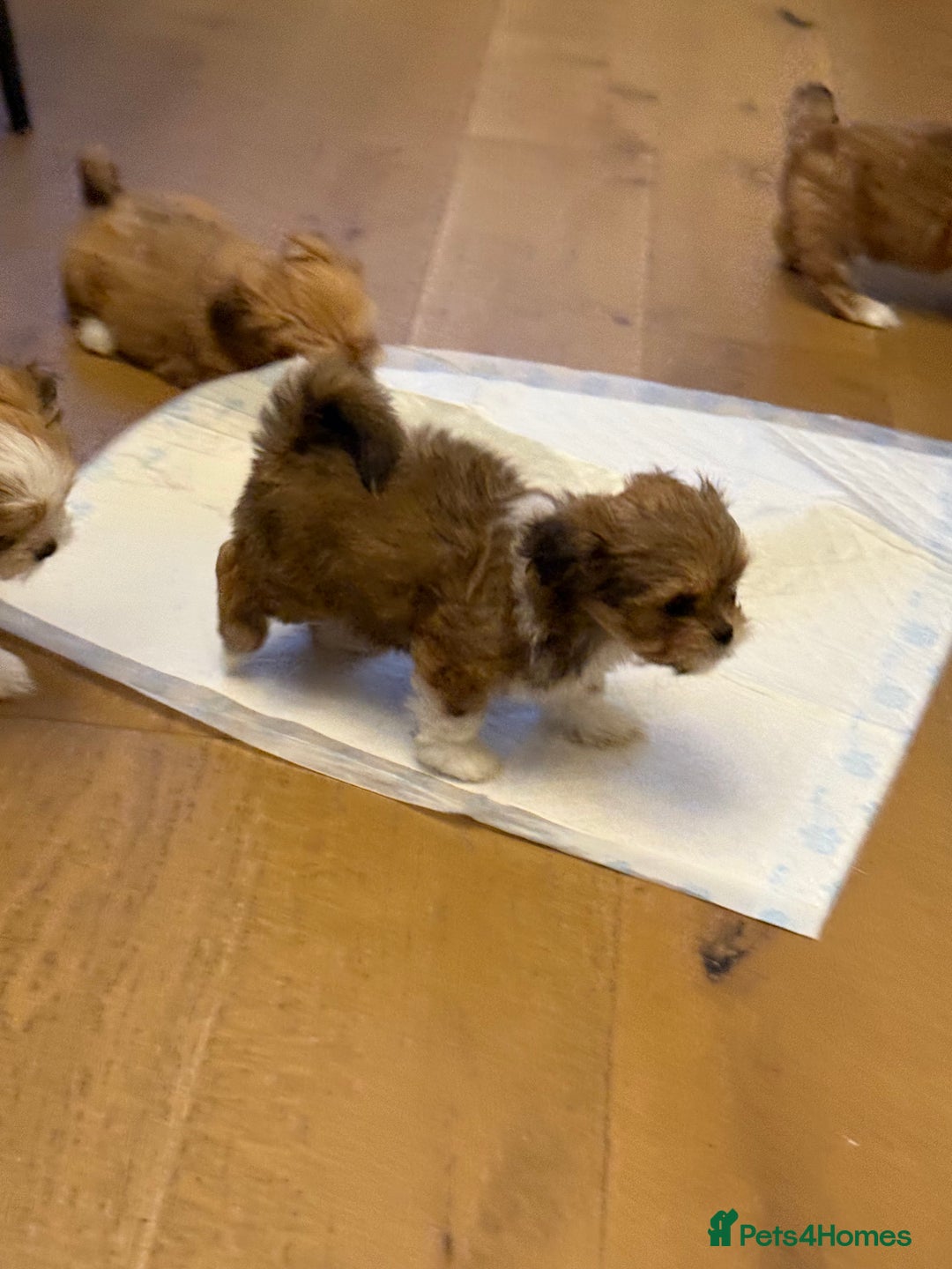 Lhasa Apso dogs for sale: Beautiful Lhasa apso pups - Advert 10