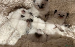 Ragdoll cats for sale: Beautiful Ragdoll Kittens  - Image 2