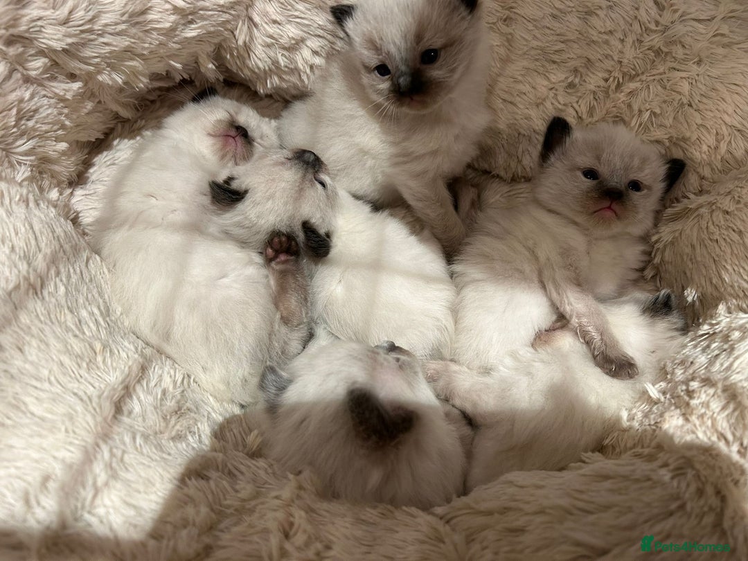 Ragdoll cats for sale: Beautiful Ragdoll Kittens  - Image 2