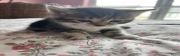 Mixed Breed cats for sale: 4 beautiful kittens for sale - Advert 14