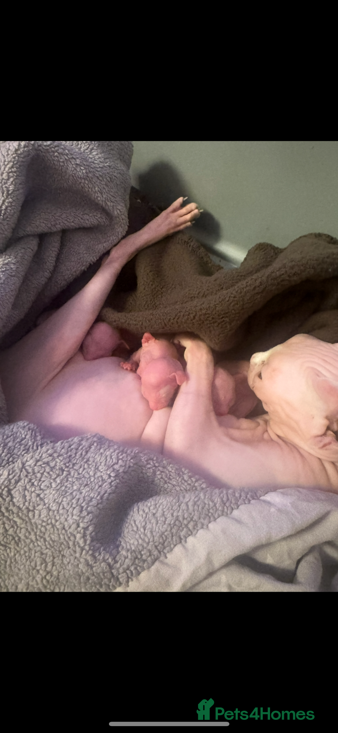 Sphynx cats for sale:  🔥Sphynx and Elf kittens 🔥 - Advert 29