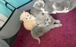 British Shorthair cats for sale: British short hair kittens  - Image 8
