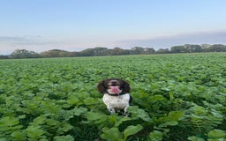 English Springer Spaniel dogs for sale: Stunning English springer spaniels for Sale - Image 12