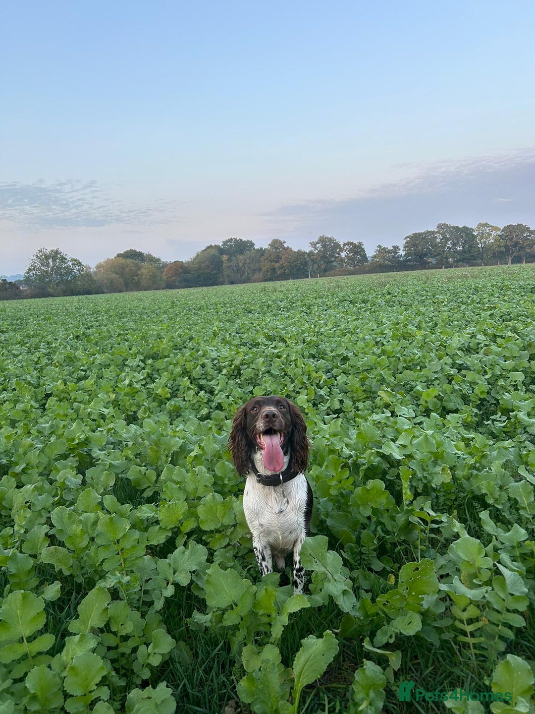 English Springer Spaniel dogs for sale: Stunning English springer spaniels for Sale - Image 12