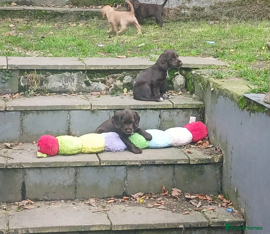 Cocker Spaniel dogs for sale: Chocolate cocker spaniel puppy female. Ready now  - Advert 4