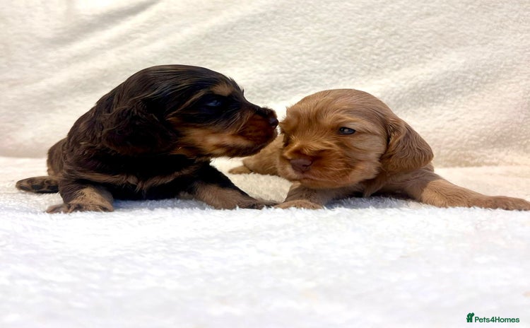 Cocker Spaniel dogs - Advert 6
