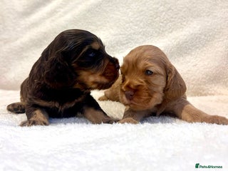 Cocker Spaniel dogs - Advert 2