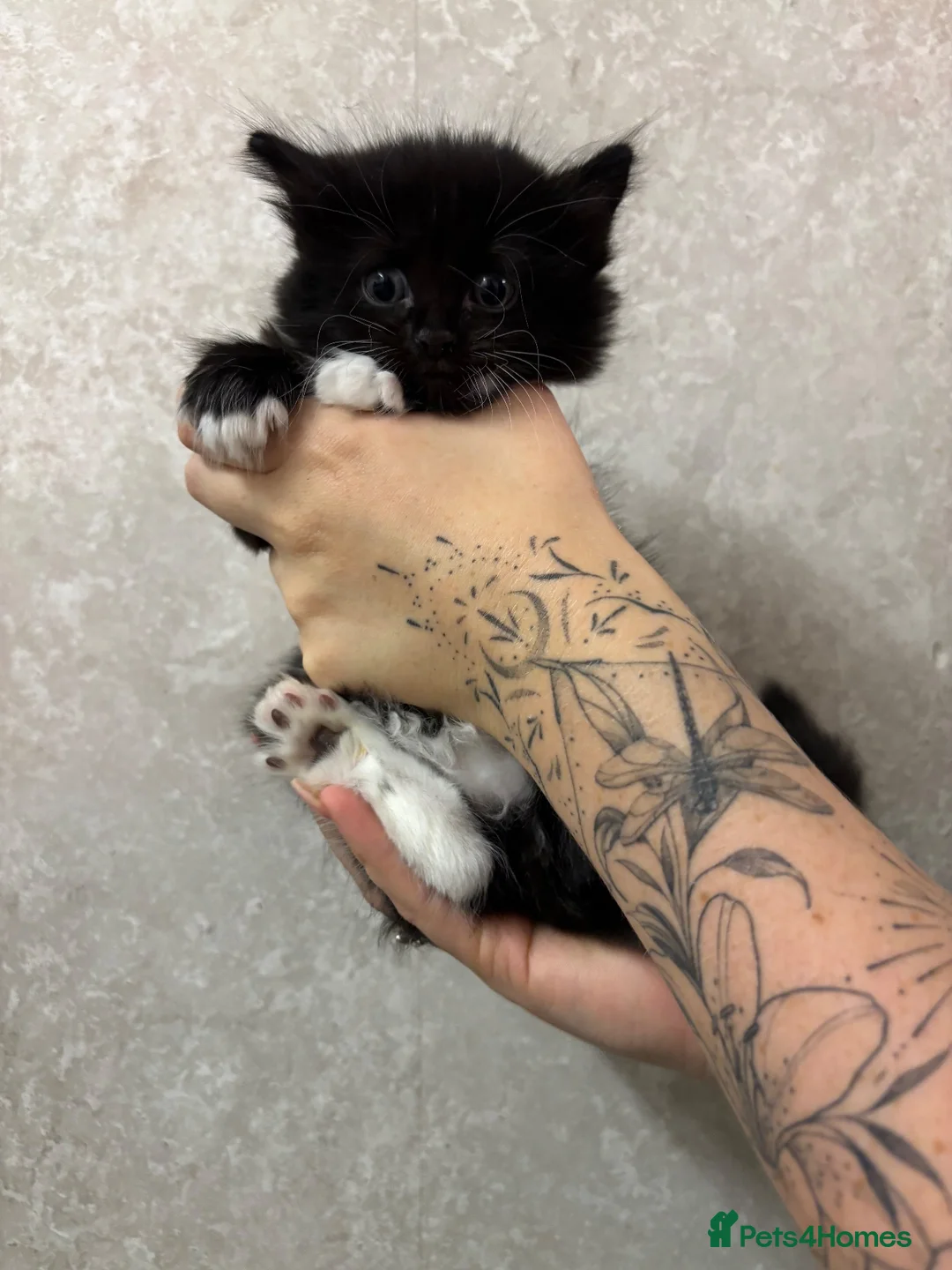 Ragdoll cats for sale: Gorgeous ragdoll cross kittens  - Advert 17