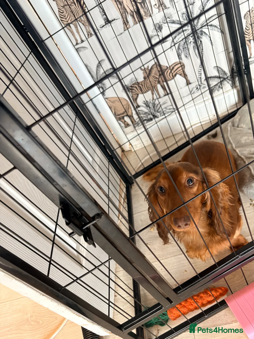 Miniature Dachshund dogs for sale: Miniture dachshund male  - Advert 4