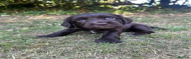 Sprocker 3