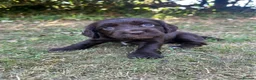 Sprocker dogs for sale: 🐾 Beautiful Sprocker Spaniel Puppies 🐾 in Barnstaple - Advert 2