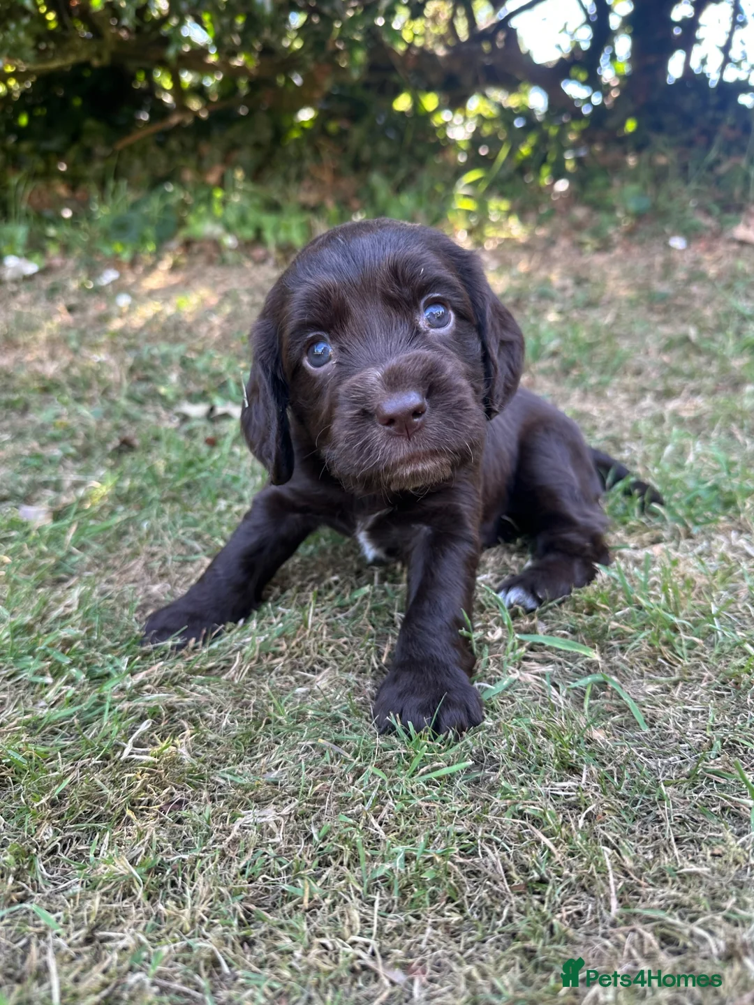 Sprocker dogs for sale: 🐾 Beautiful Sprocker Spaniel Puppies 🐾 in Barnstaple - Advert 2