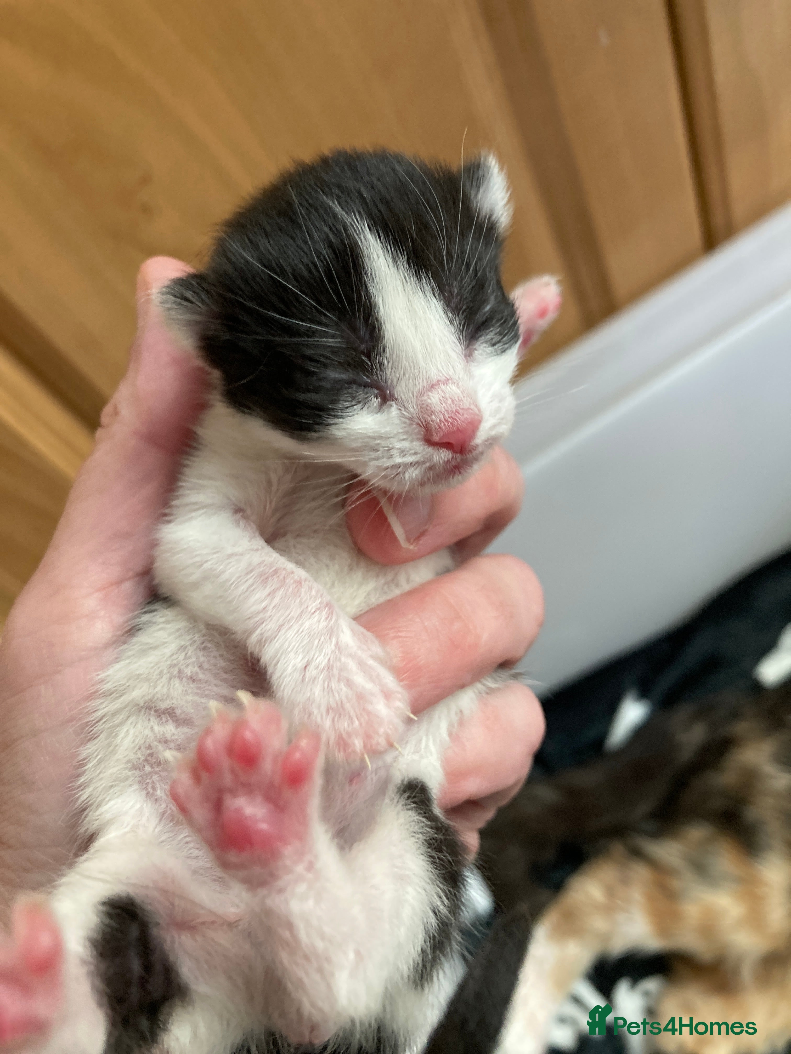 Mixed Breed Kitten 1
