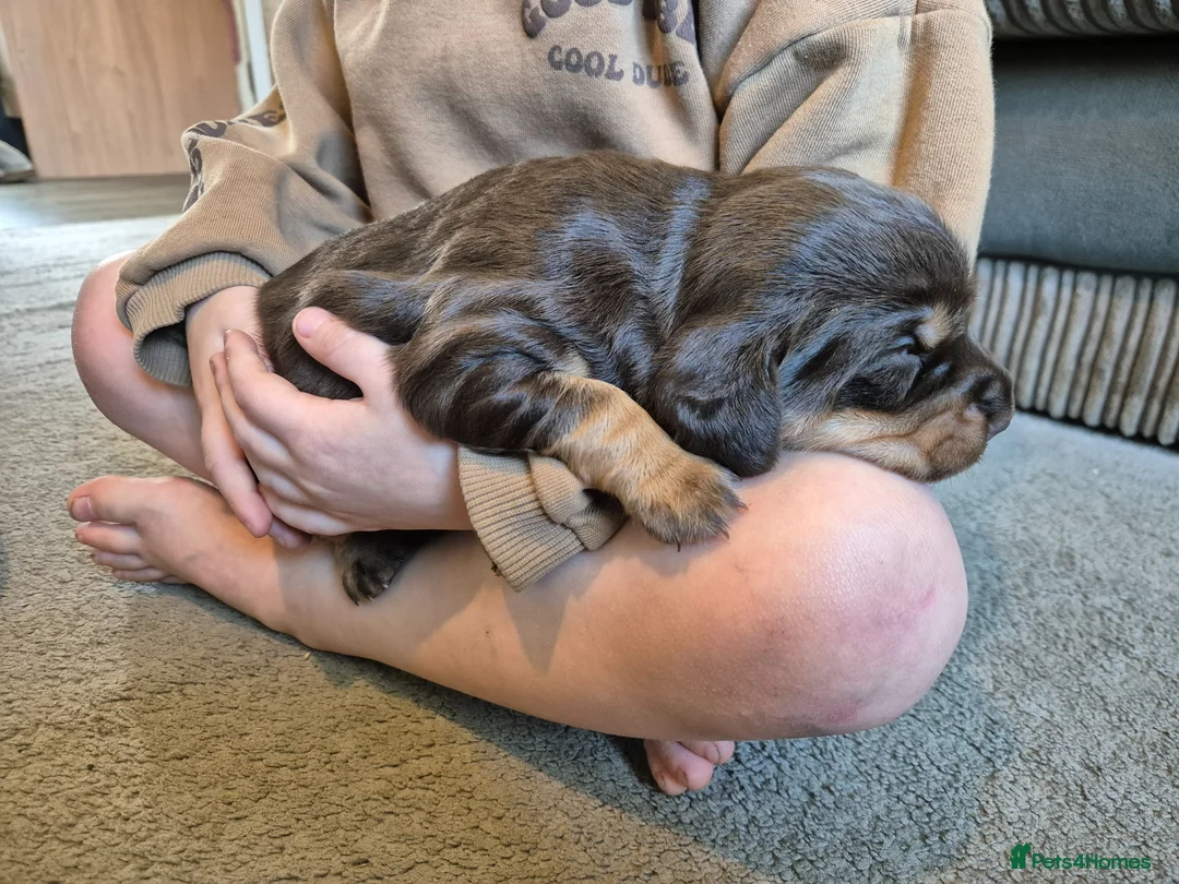 Cockerdor dogs for sale: Merle cockerdors  - Advert 11