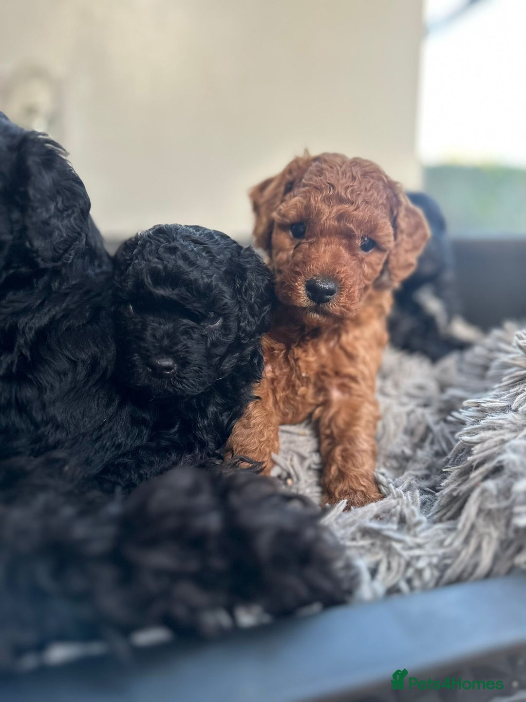 Cockapoo dogs for sale: Stunning f1b cockapoo's for sale  - Advert 11