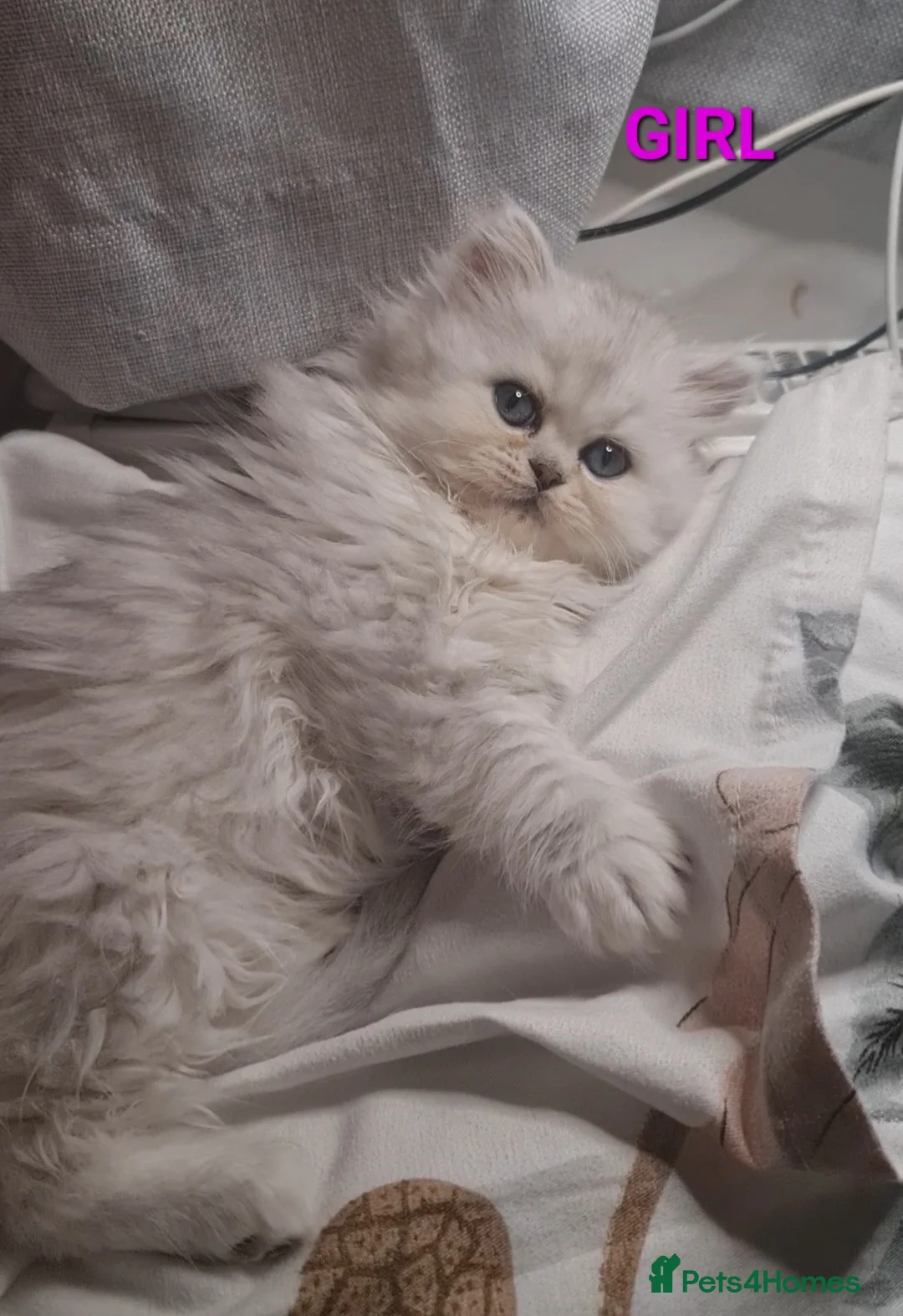 Persian cats for stud: Stunning Persian Silvertip Chinchilla for Stud in Bedford - Advert 9