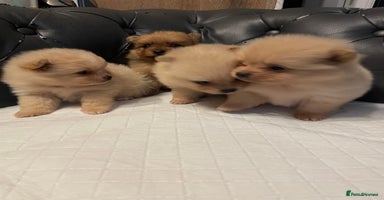 Pomeranian dogs - Advert 2