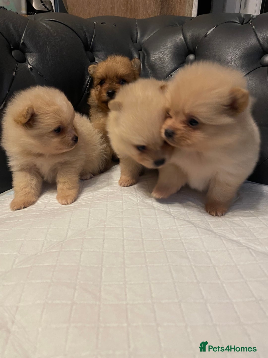 Pomeranian dogs for sale: Beautiful 🤩 Pomarenian puppies  - Image 3