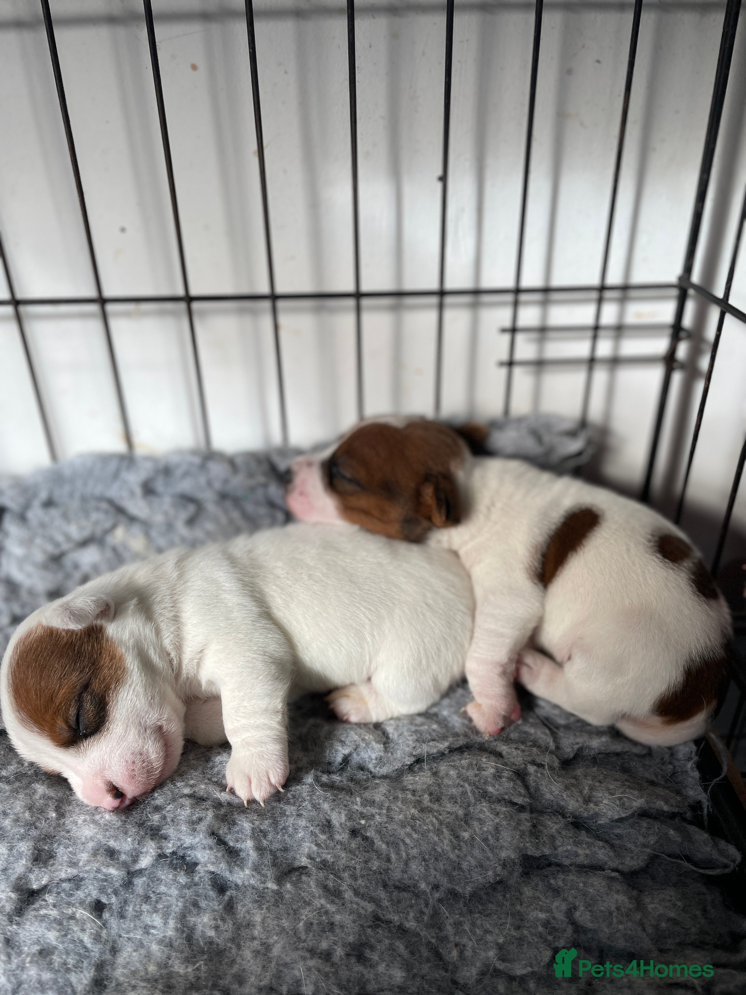 Jack Russell dogs Miniature Jack Russell puppies available - Advert 2