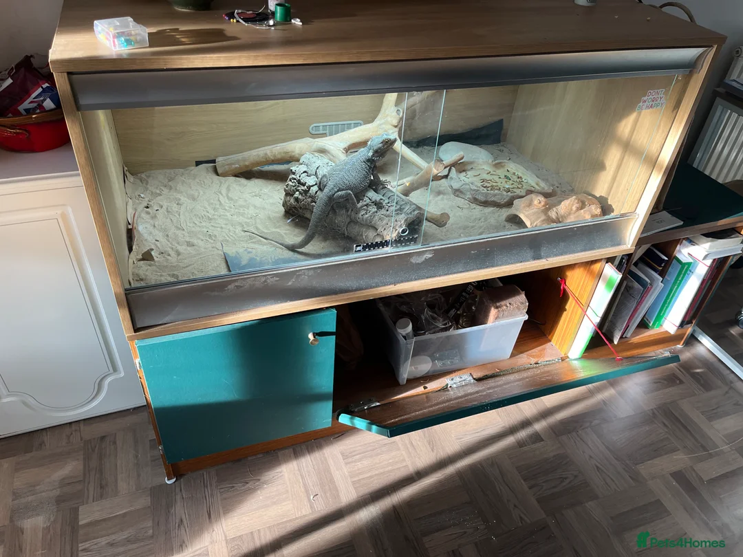 Bearded Dragon reptiles for sale: Bearded dragon  - Advert 1