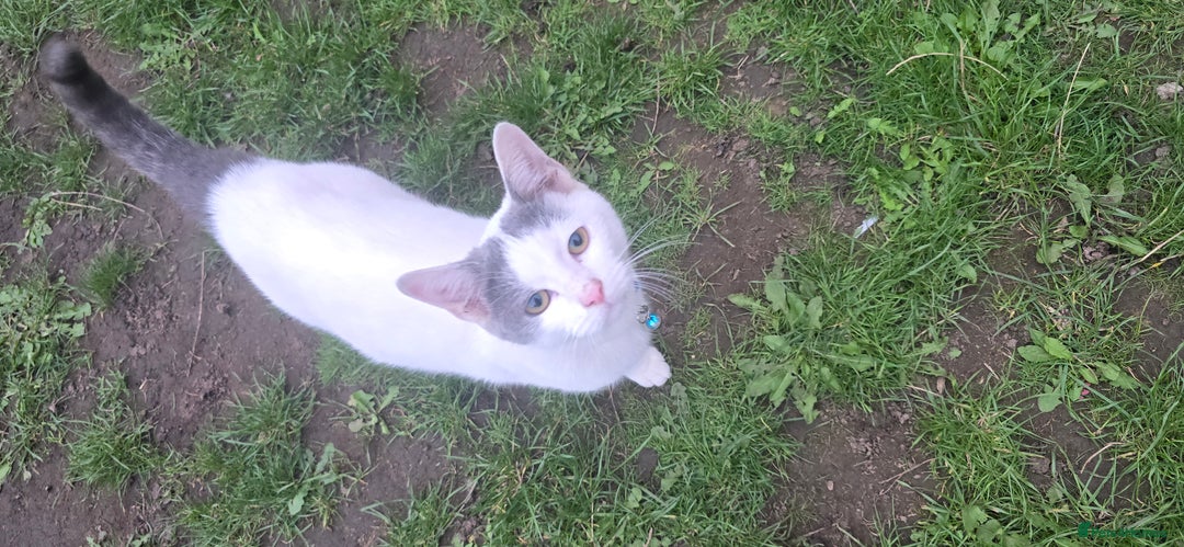 Mixed Breed cats for sale: Mix breed 2 kittens to rehome  - Image 2