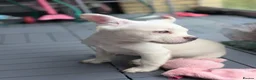 French Bulldog dogs for sale: * 🐾 3 Stunning KC Registered Frenchies ❤️ - Advert 7