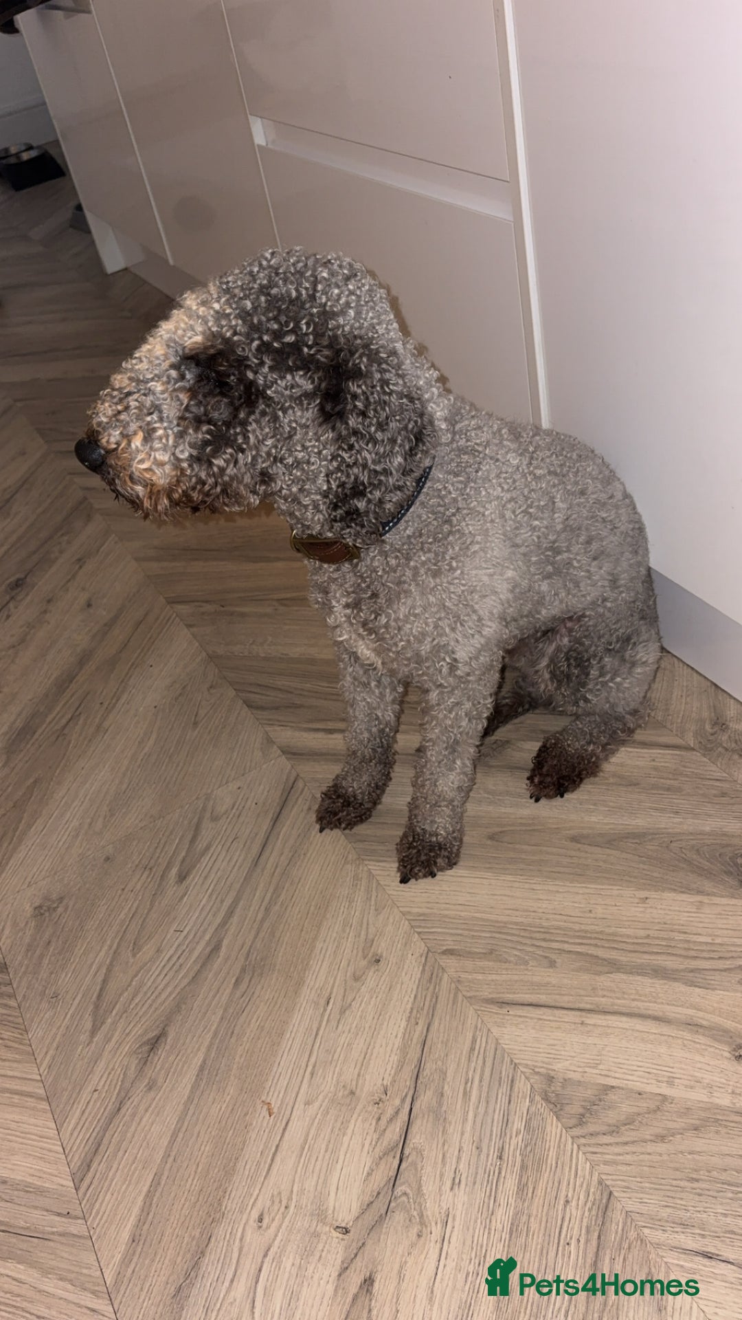 Bedlington Terrier dogs for stud: Teddy - Beddlington  - Advert 7