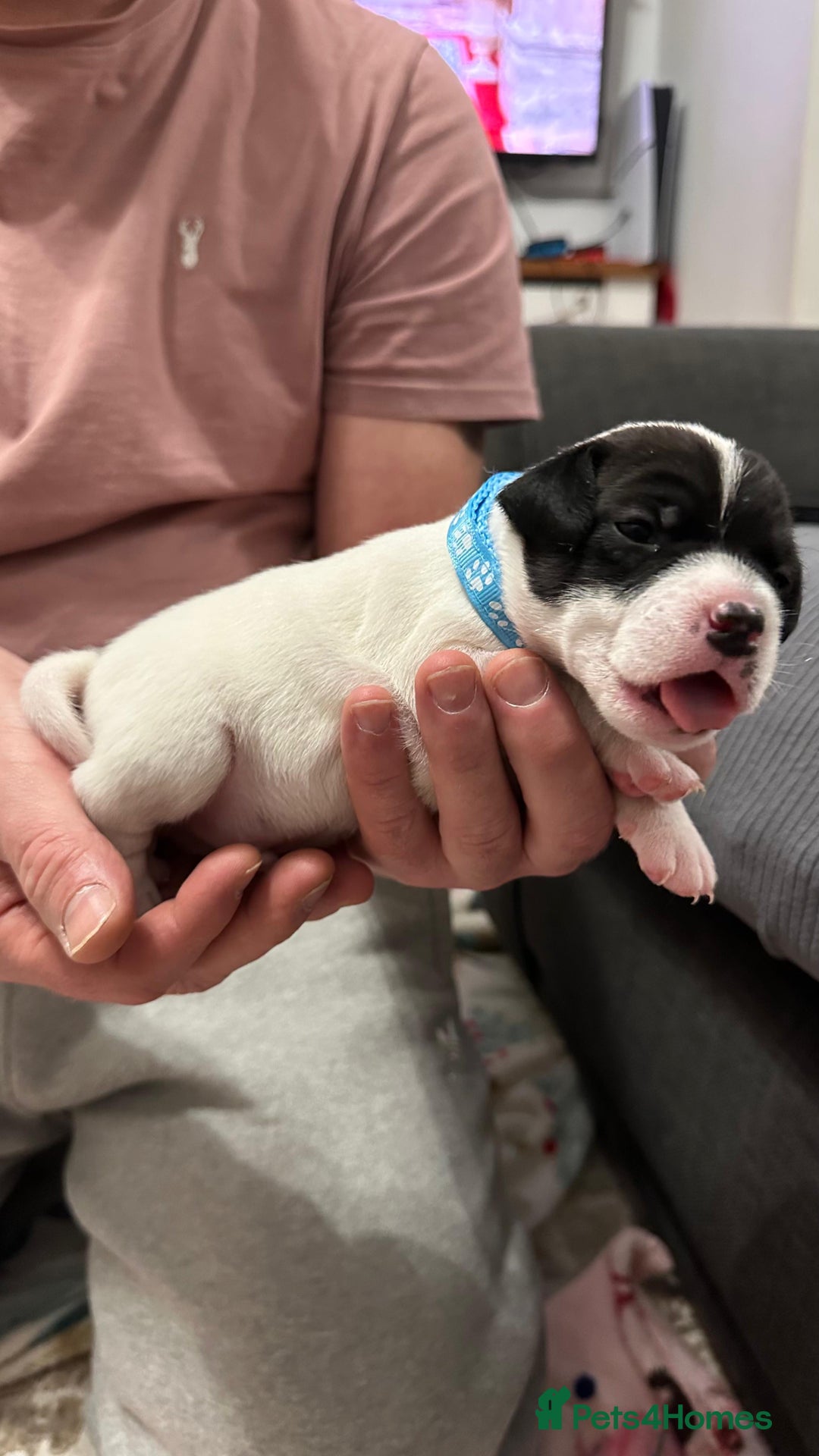 Parson Russell dogs for sale: KC registered Parsons Terriers - Advert 5