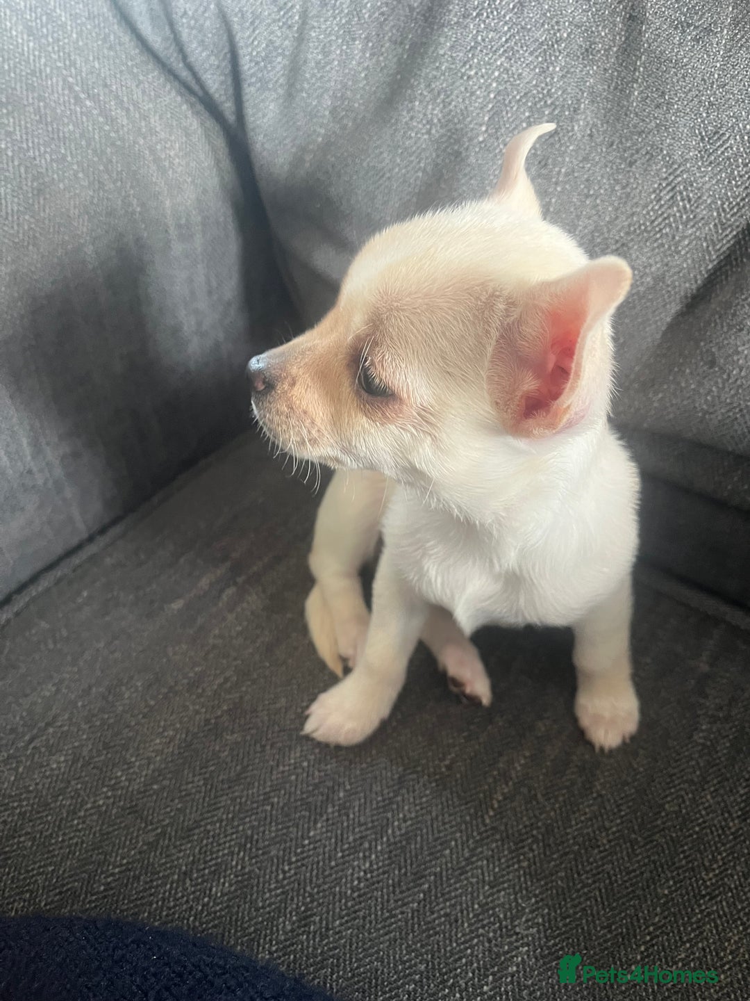 Mixed Breed dogs for sale: White Chihuahua  - Image 2