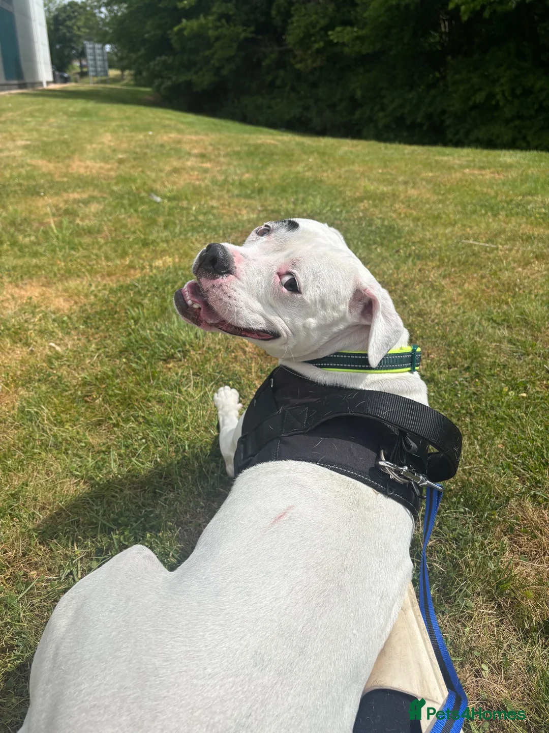 Mixed Breed dogs for sale: Sky American Bulldog crossed - Advert 2