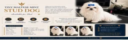 Maltese dogs for stud: 🐾Beautiful pure bread boy for stud 🐾 - Advert 4