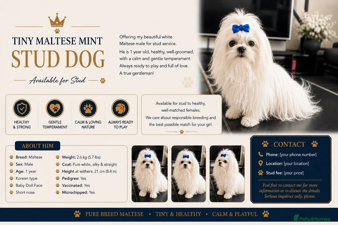 Maltese dogs for stud: 🐾Beautiful pure bread boy for stud 🐾 - Advert 4