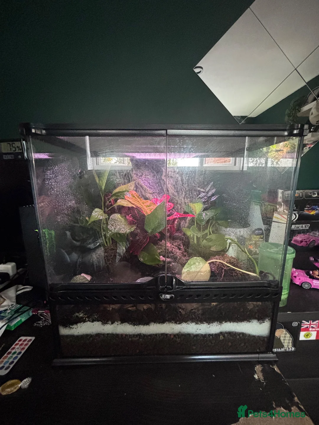 Frog reptiles for sale: Breeding pair of vittatus dart frogs with setup  in Barnsley - Advert 1
