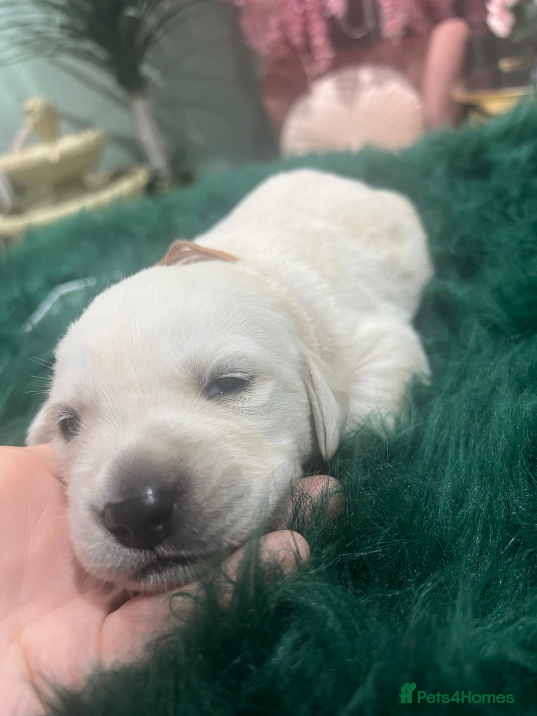 Goldador dogs for sale: Puppies- Goldadors (Golden retriever) (Labrador)  - Image 21