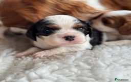 Cavalier King Charles Spaniel dogs for sale: Exstensively Health Tested Cavalier King Charle - Image 10