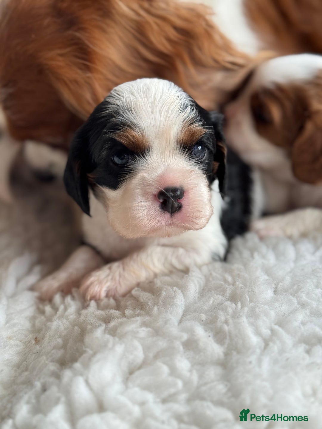 Cavalier King Charles Spaniel dogs for sale: Exstensively Health Tested Cavalier King Charle - Image 10