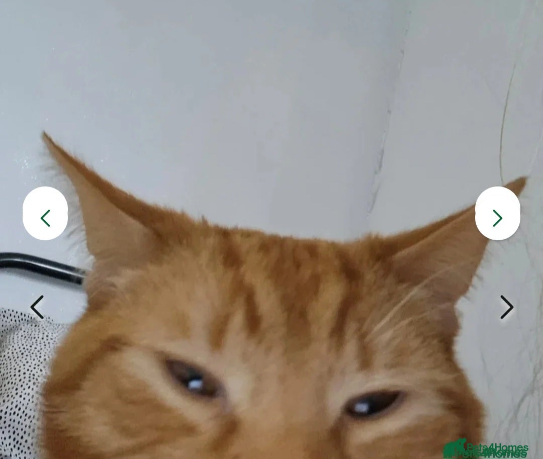 Mixed Breed cats for sale: Rehoming gizmo and ash  - Image 15