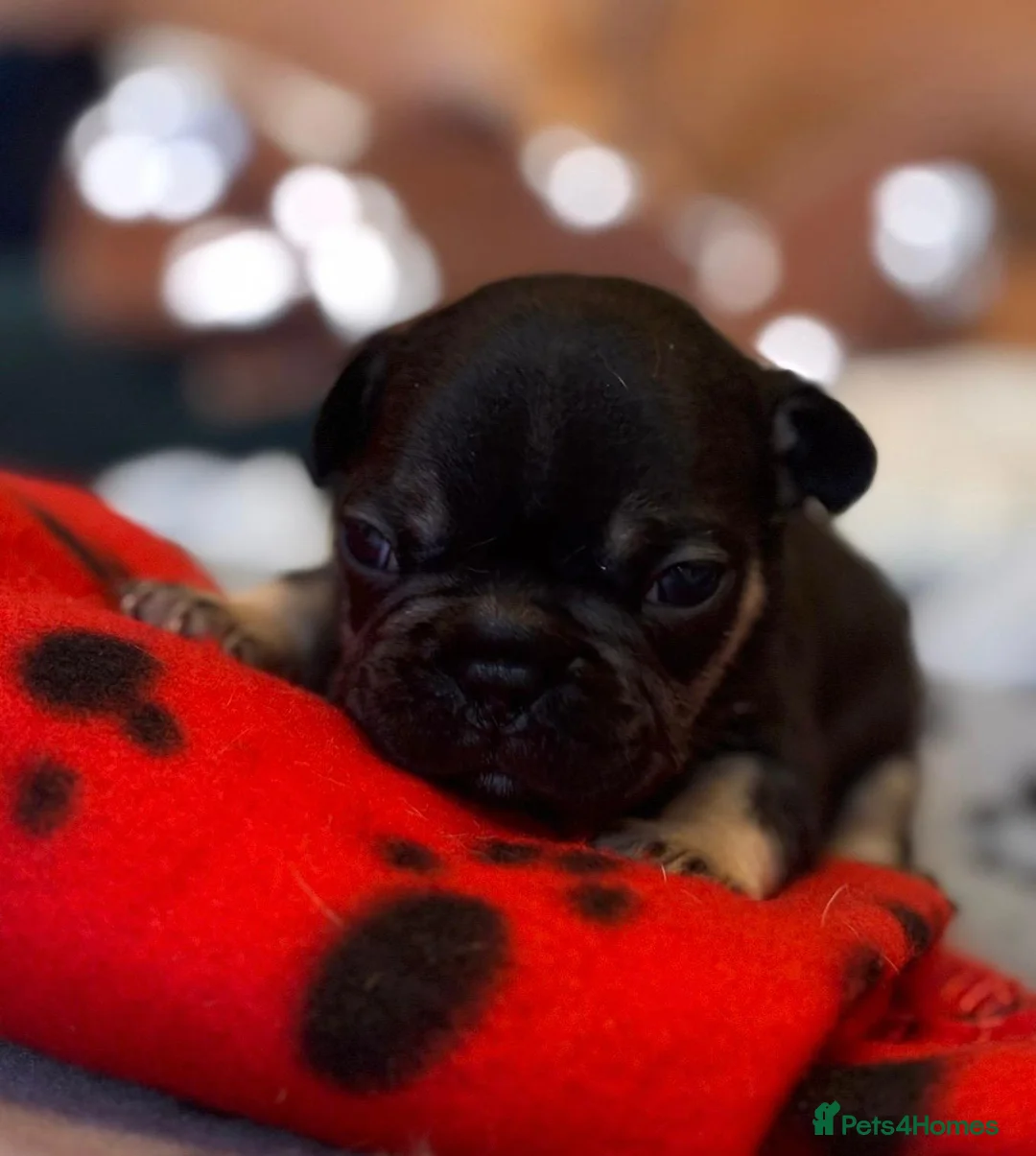 French Bulldog dogs for sale: 🐾 Adorable French Bulldog Puppies 🐾 - Advert 17