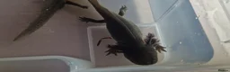 Axolotl reptiles for sale: Axolotls - Advert 20